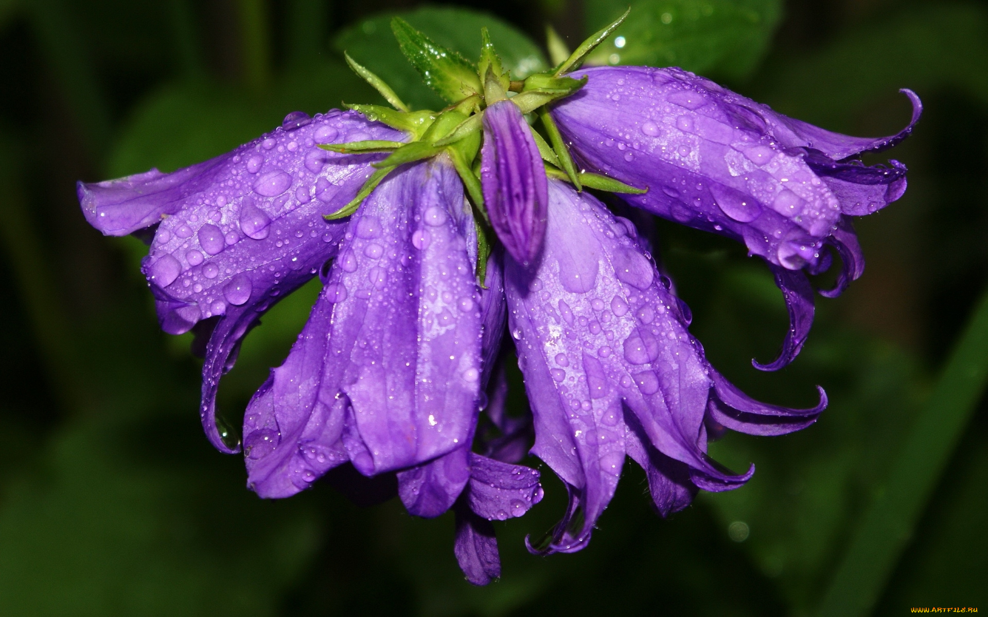 цветы, колокольчики, лиловые, макро, капли