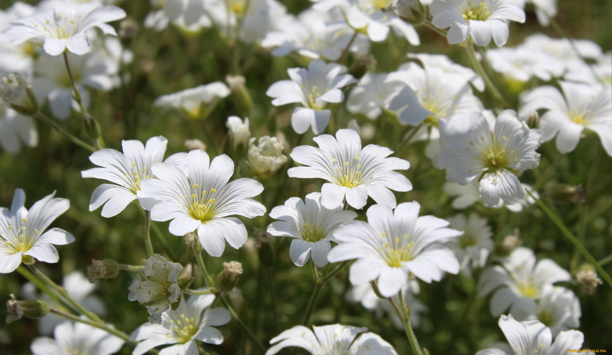 цветы, ясколка, белая, много
