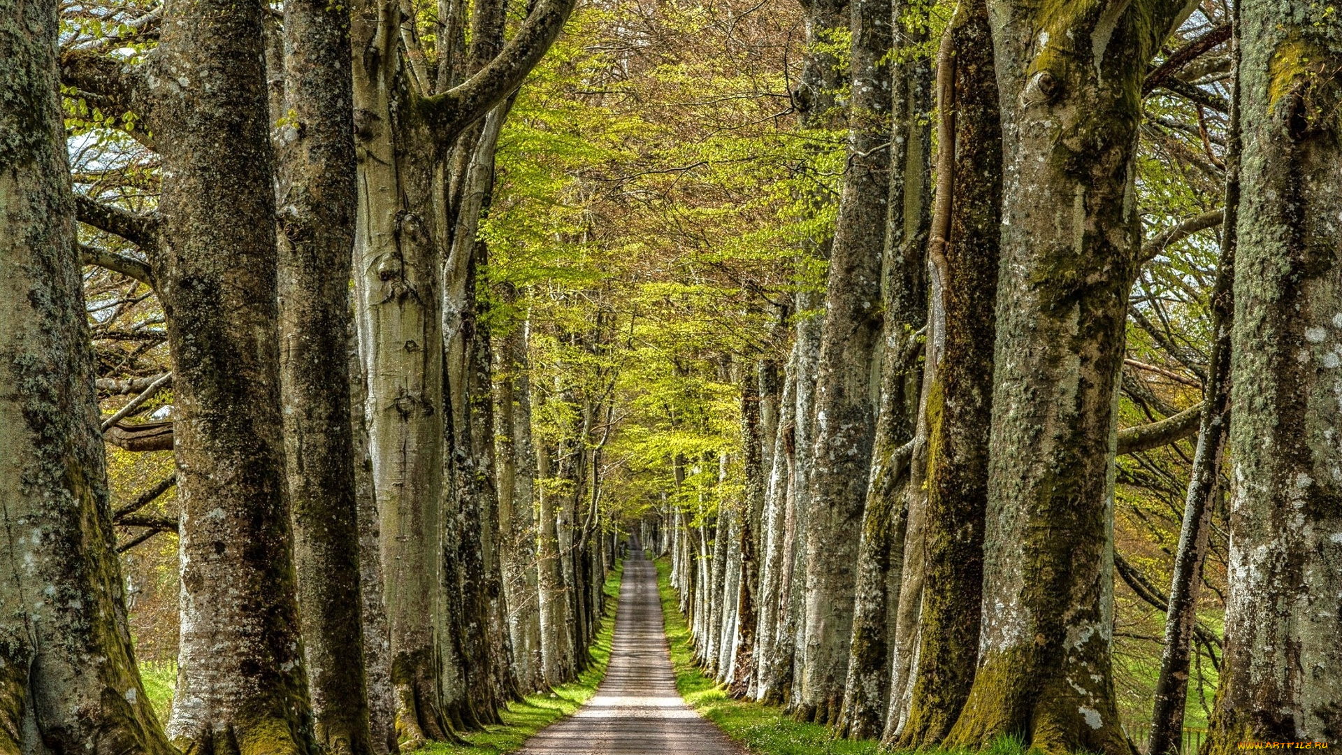 природа, дороги, лес, дорога