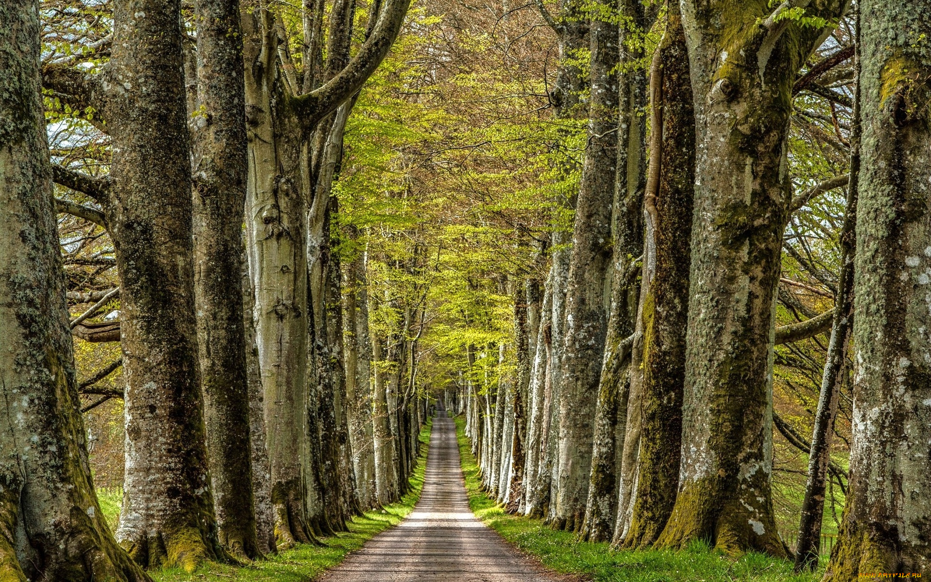 природа, дороги, лес, дорога