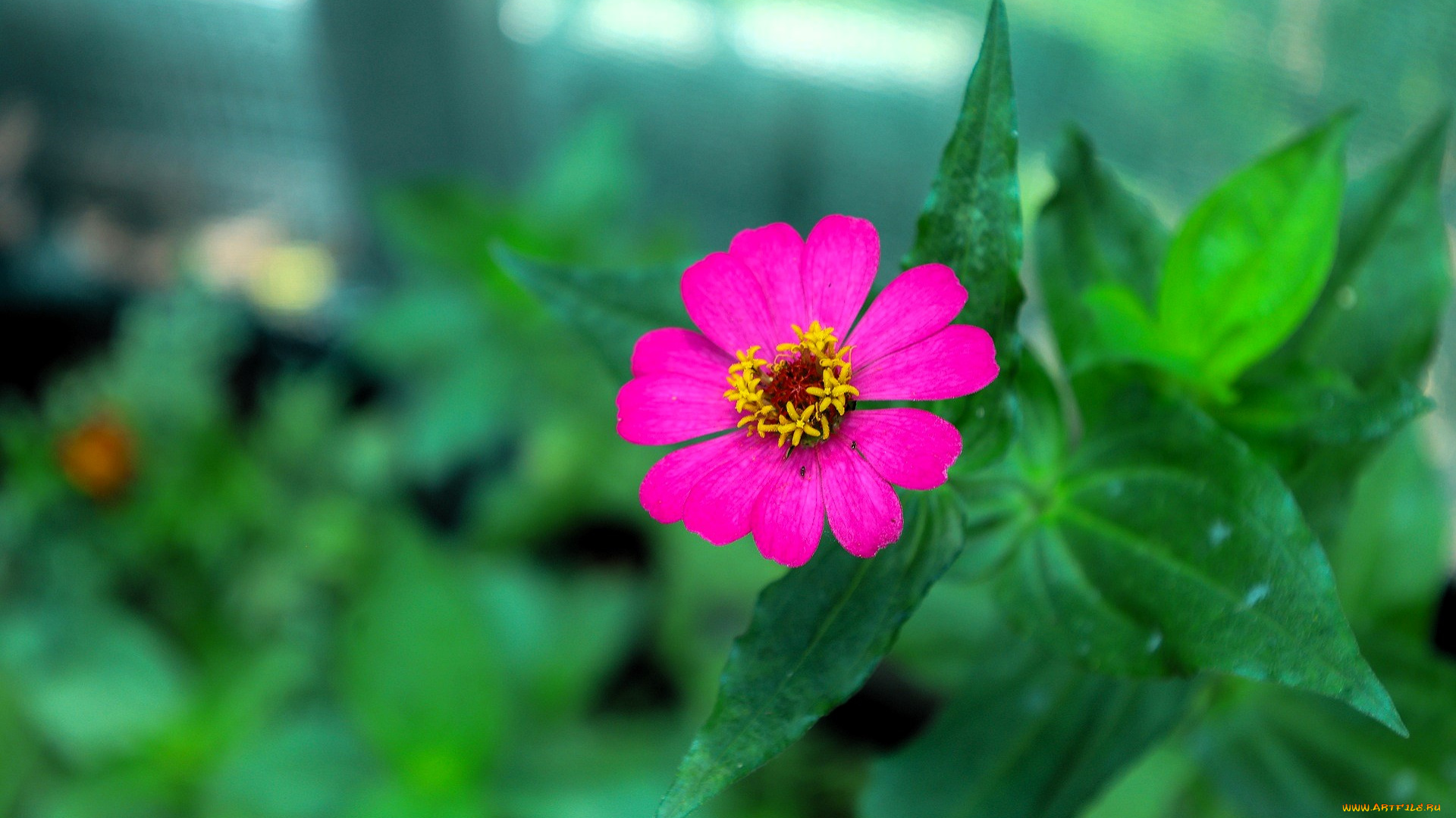 цветы, цинния, цветок, листья, розовый