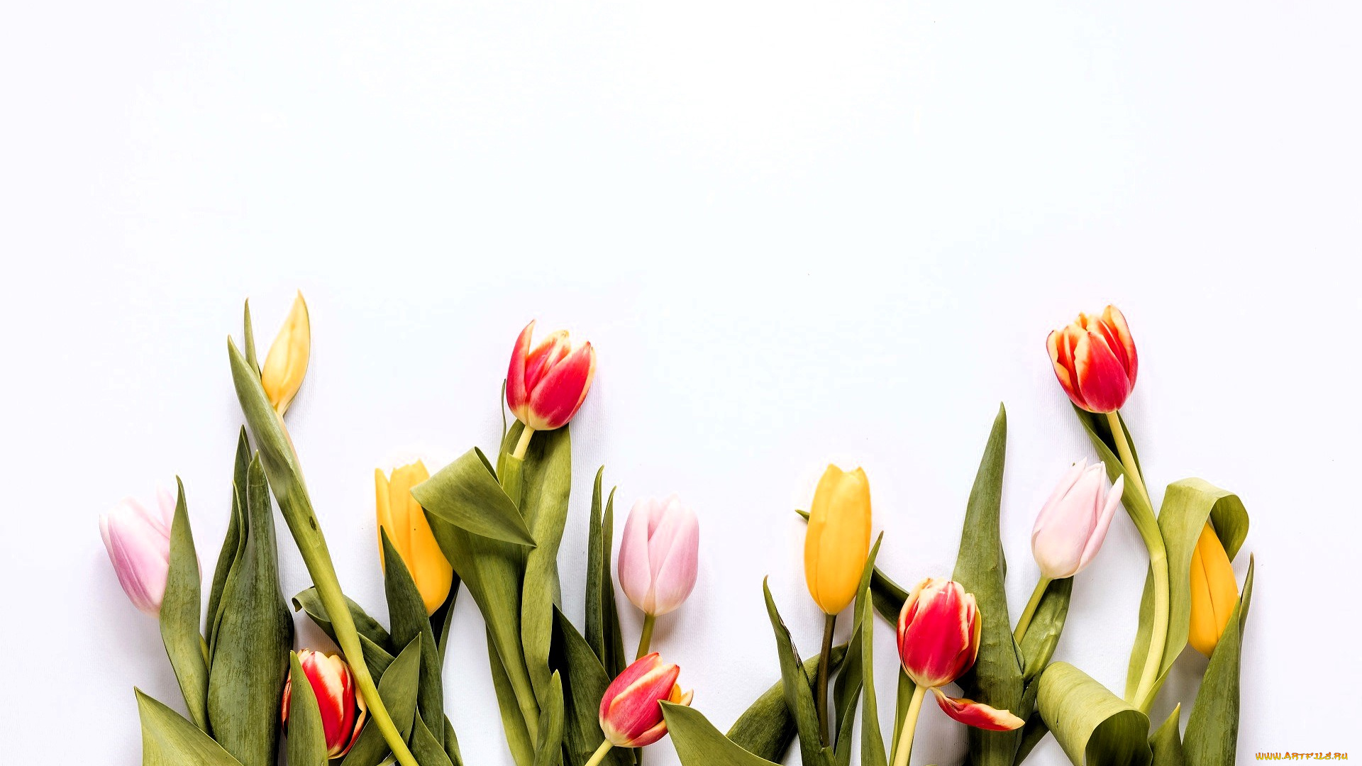 цветы, тюльпаны, листья