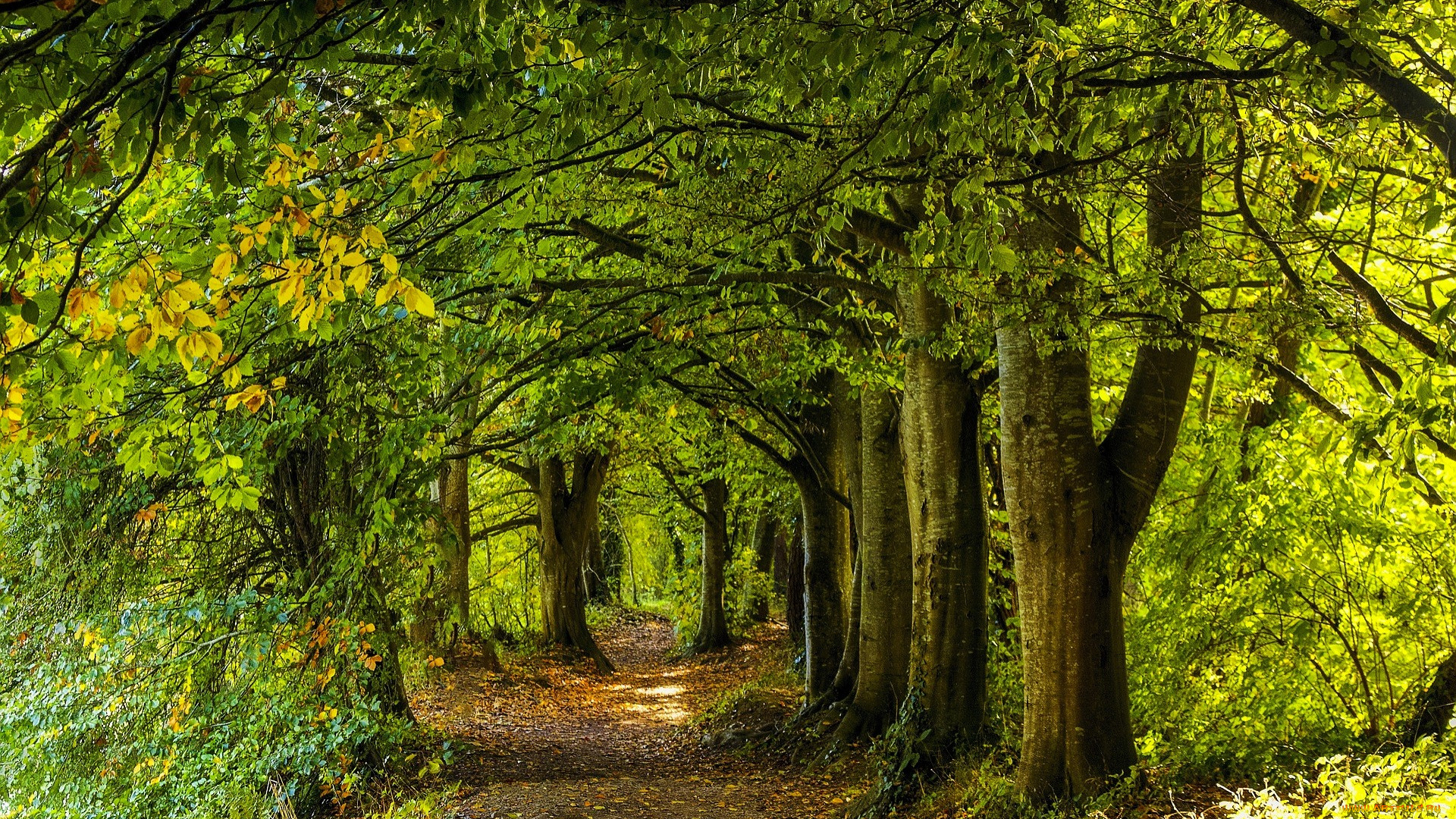 природа, дороги, осень, лес, листья, деревья, дорога