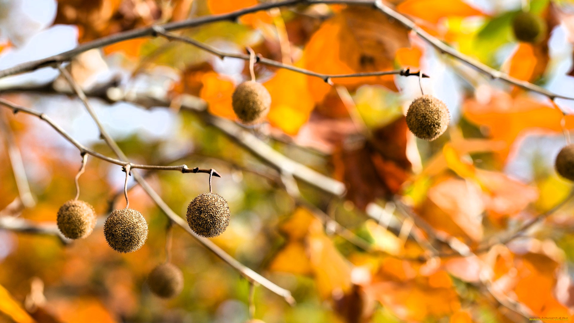 природа, шишки, , жёлуди, , каштаны, ветки, деревья, плоды, листья, осень