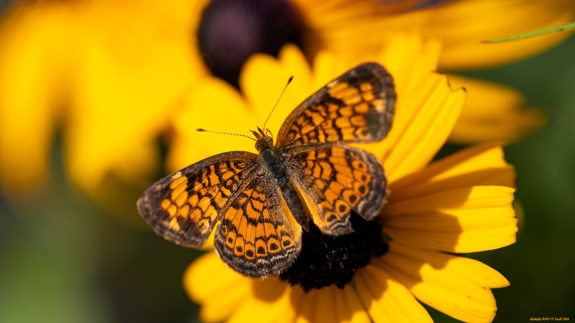 животные, бабочки, , мотыльки, , моли, бабочка, цветы