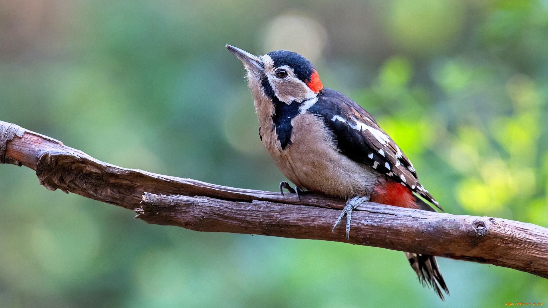 животные, дятлы, дятел, сук