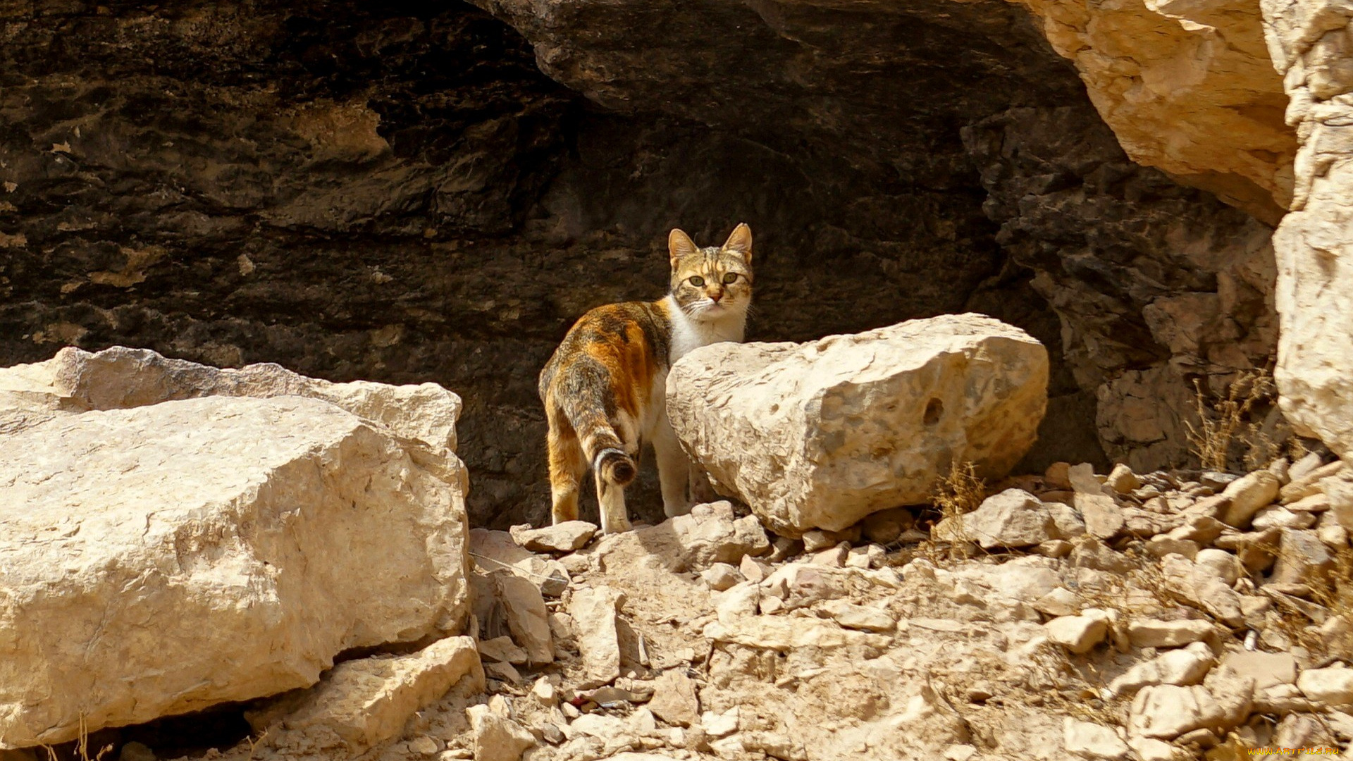животные, коты, кошка, камни, скала