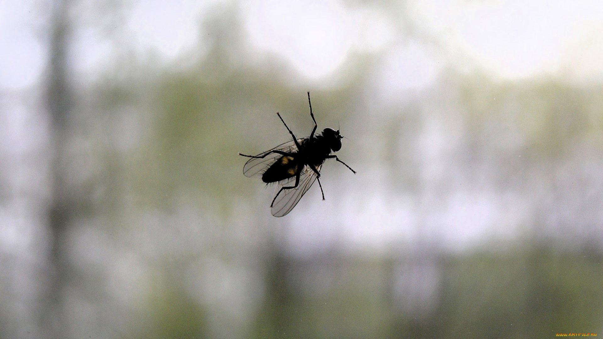 животные, насекомые, муха, стекло