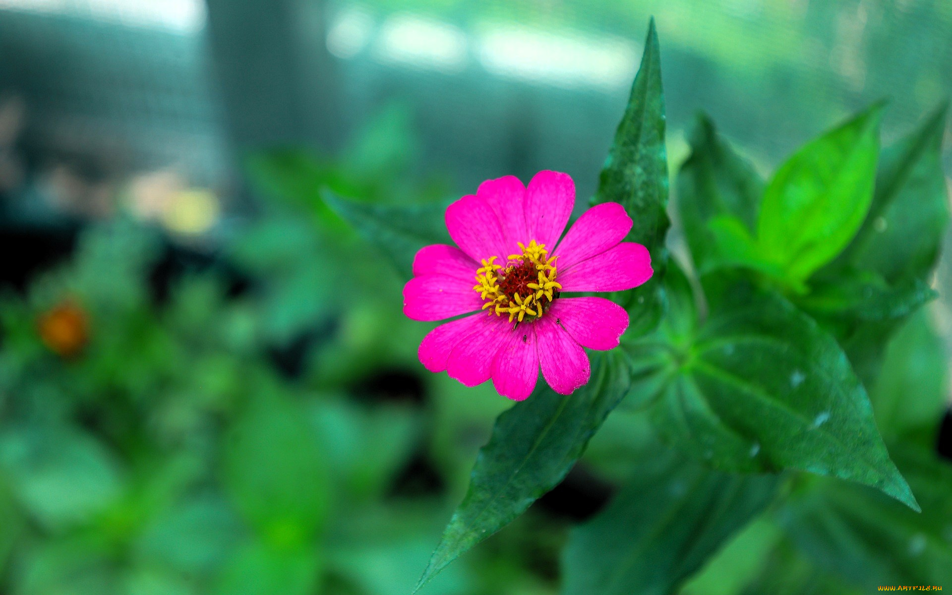 цветы, цинния, цветок, листья, розовый