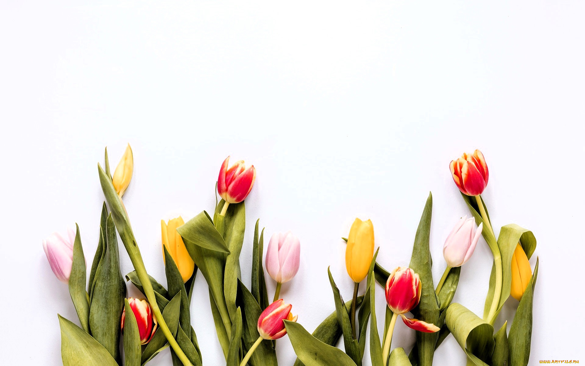 цветы, тюльпаны, листья