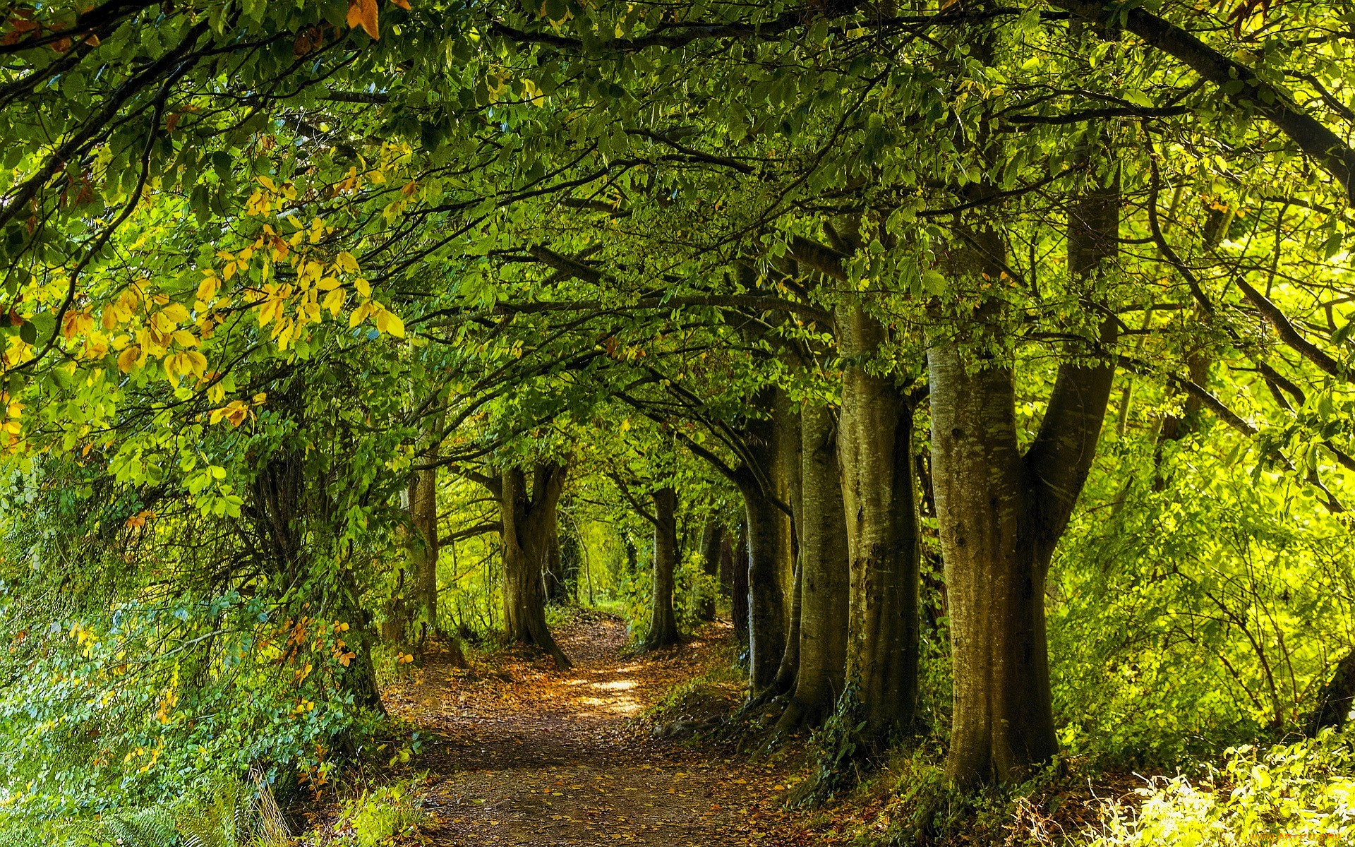 природа, дороги, осень, лес, листья, деревья, дорога