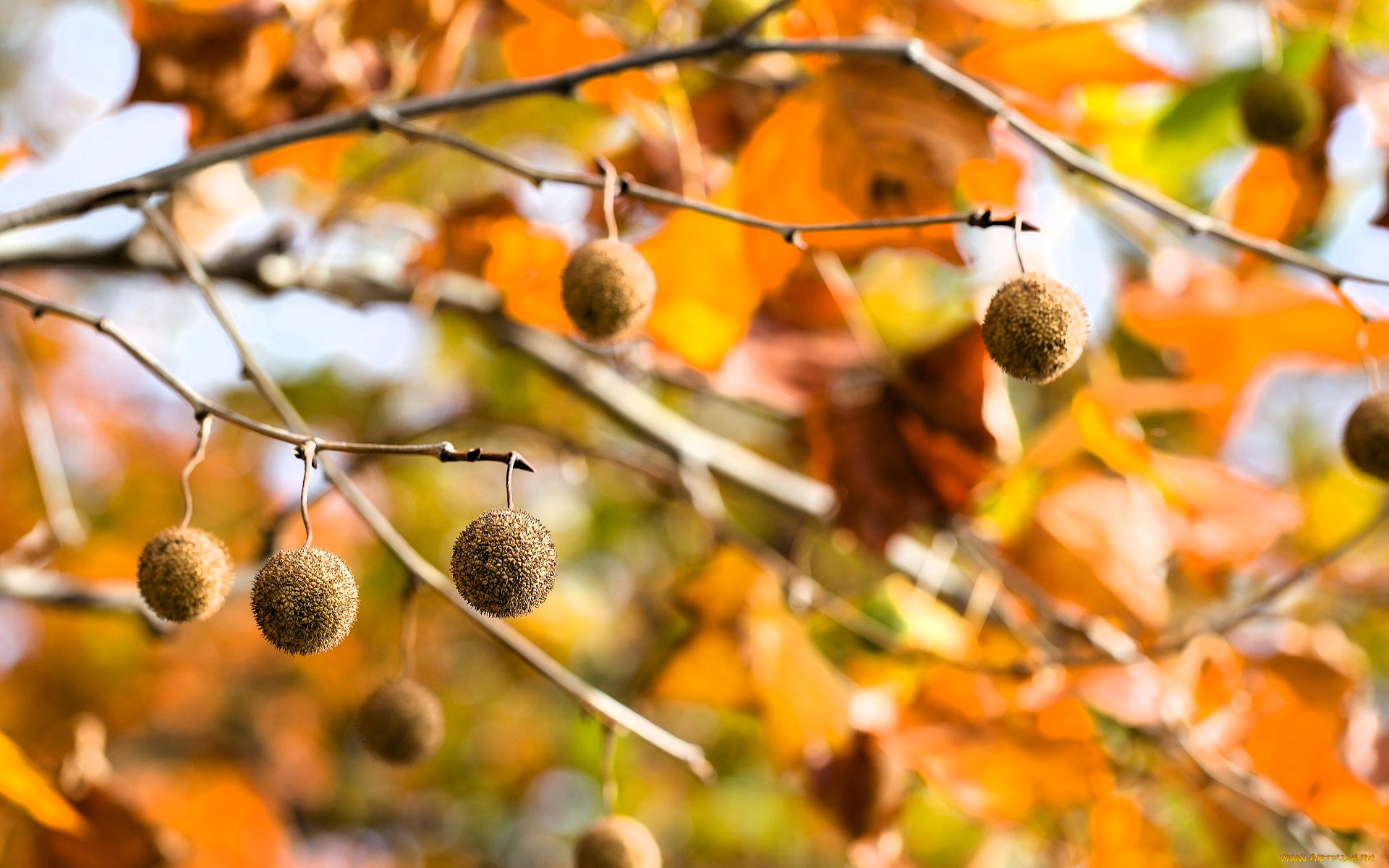 природа, шишки, , жёлуди, , каштаны, ветки, деревья, плоды, листья, осень