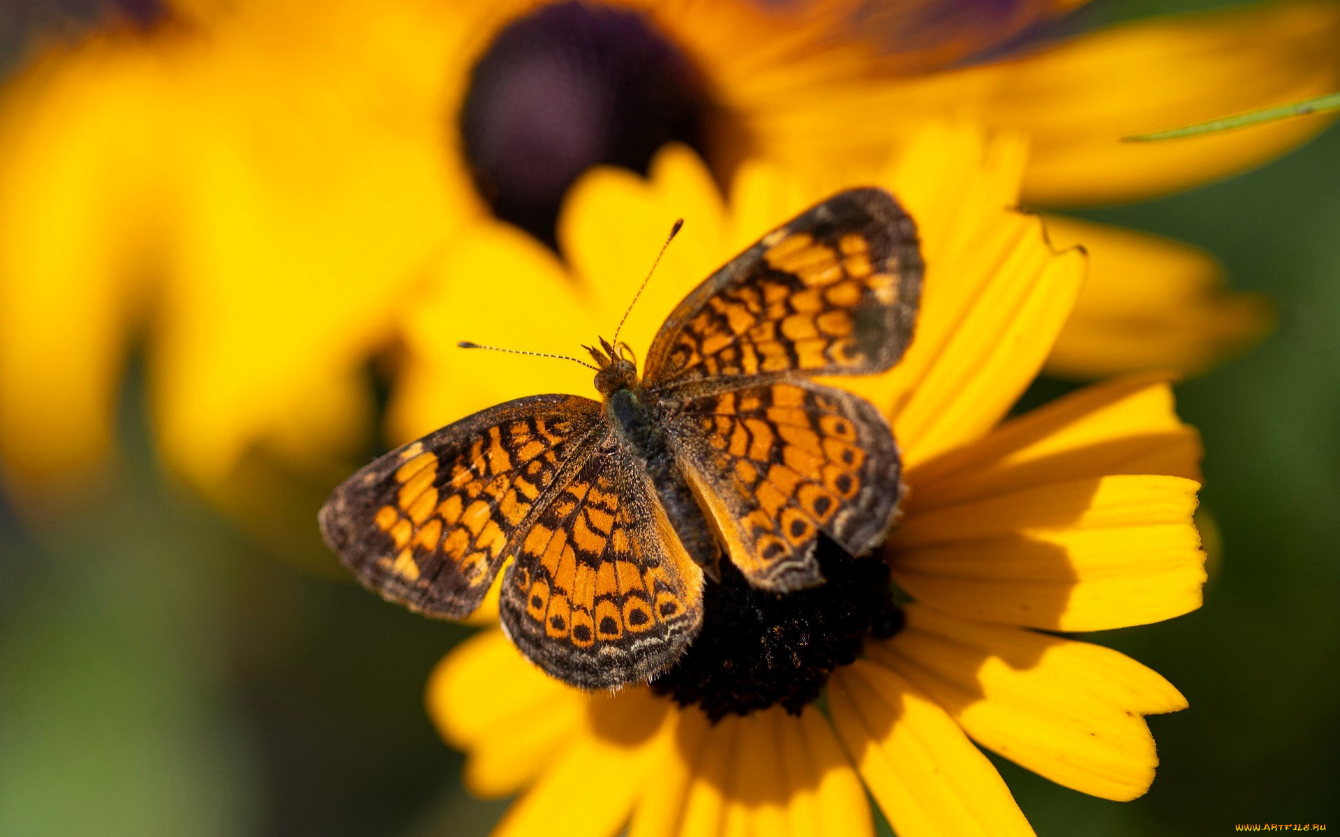 животные, бабочки, , мотыльки, , моли, бабочка, цветы