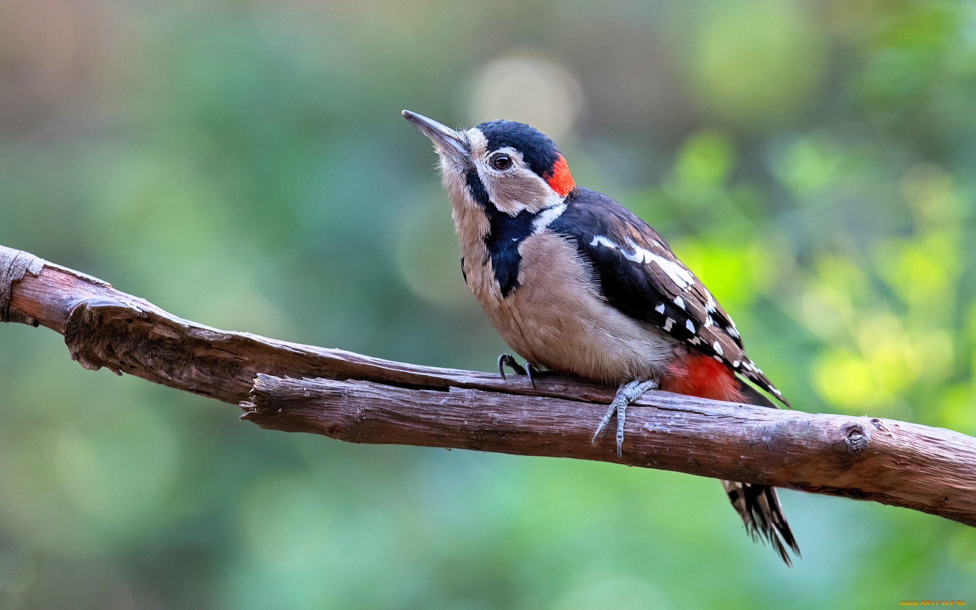 животные, дятлы, дятел, сук