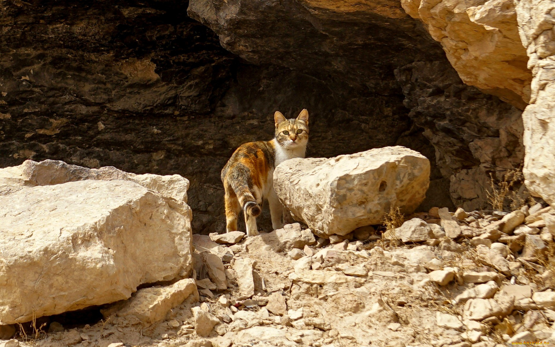 животные, коты, кошка, камни, скала