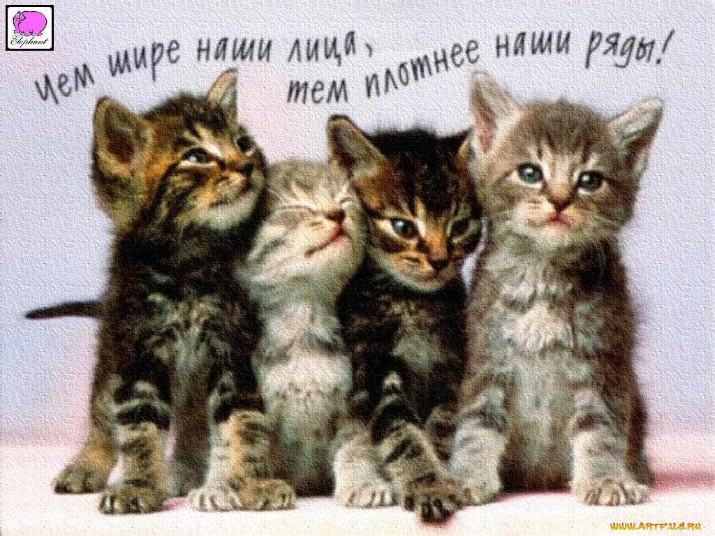 <б, а>, животные, коты