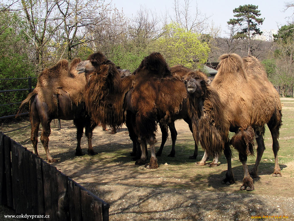 верблюды, животные