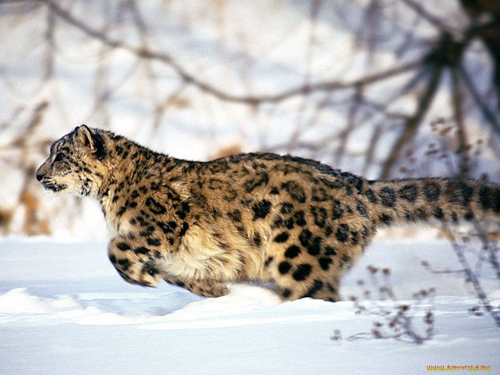 животные, снежный, барс, ирбис