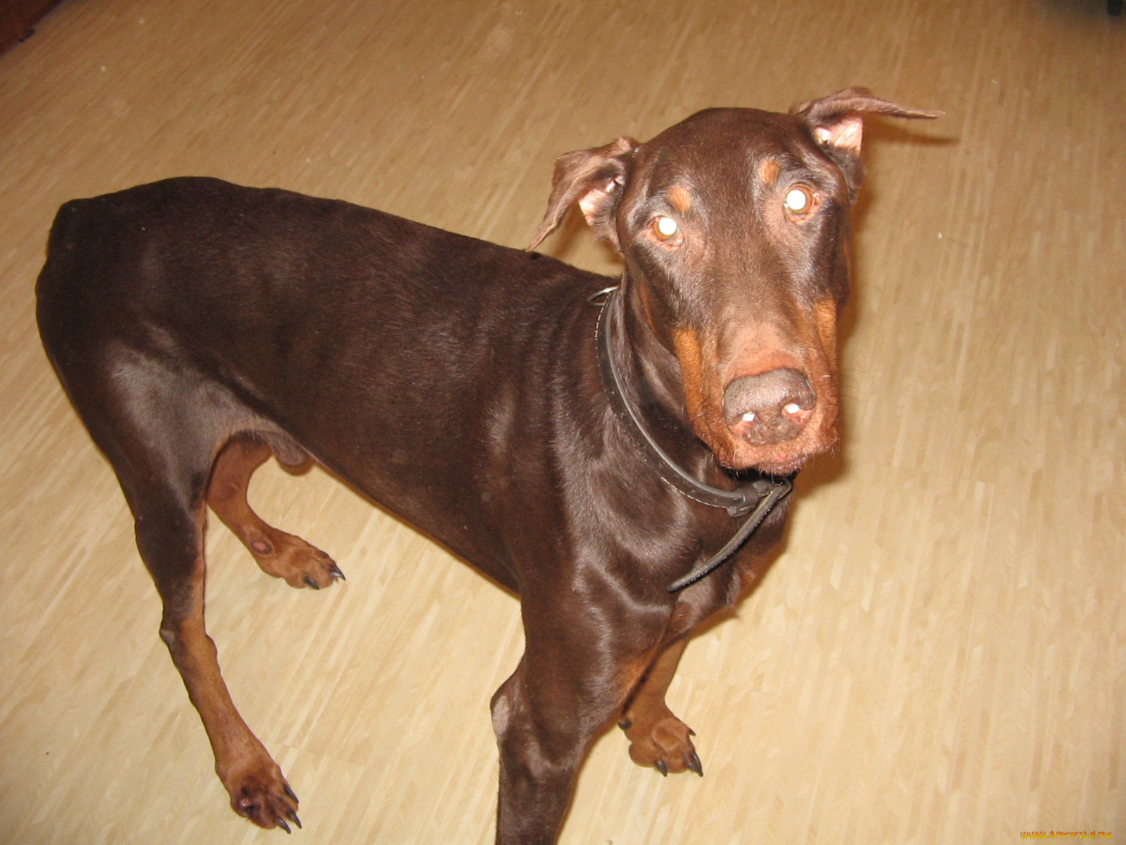 перя, животные, собаки