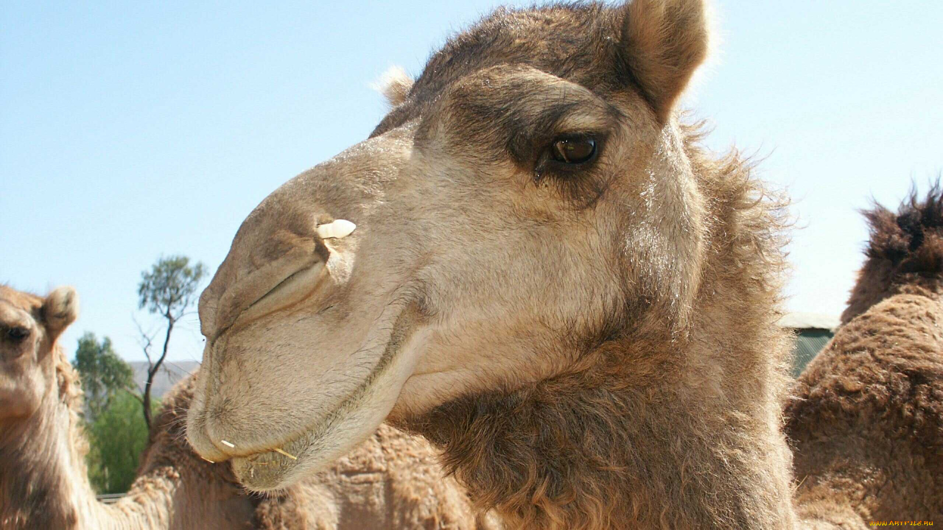 животные, верблюды