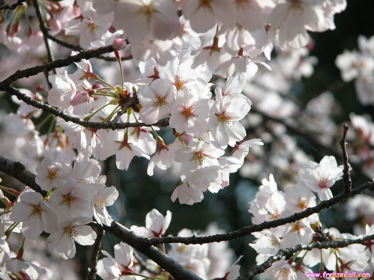 цветы, цветущие, деревья, кустарники