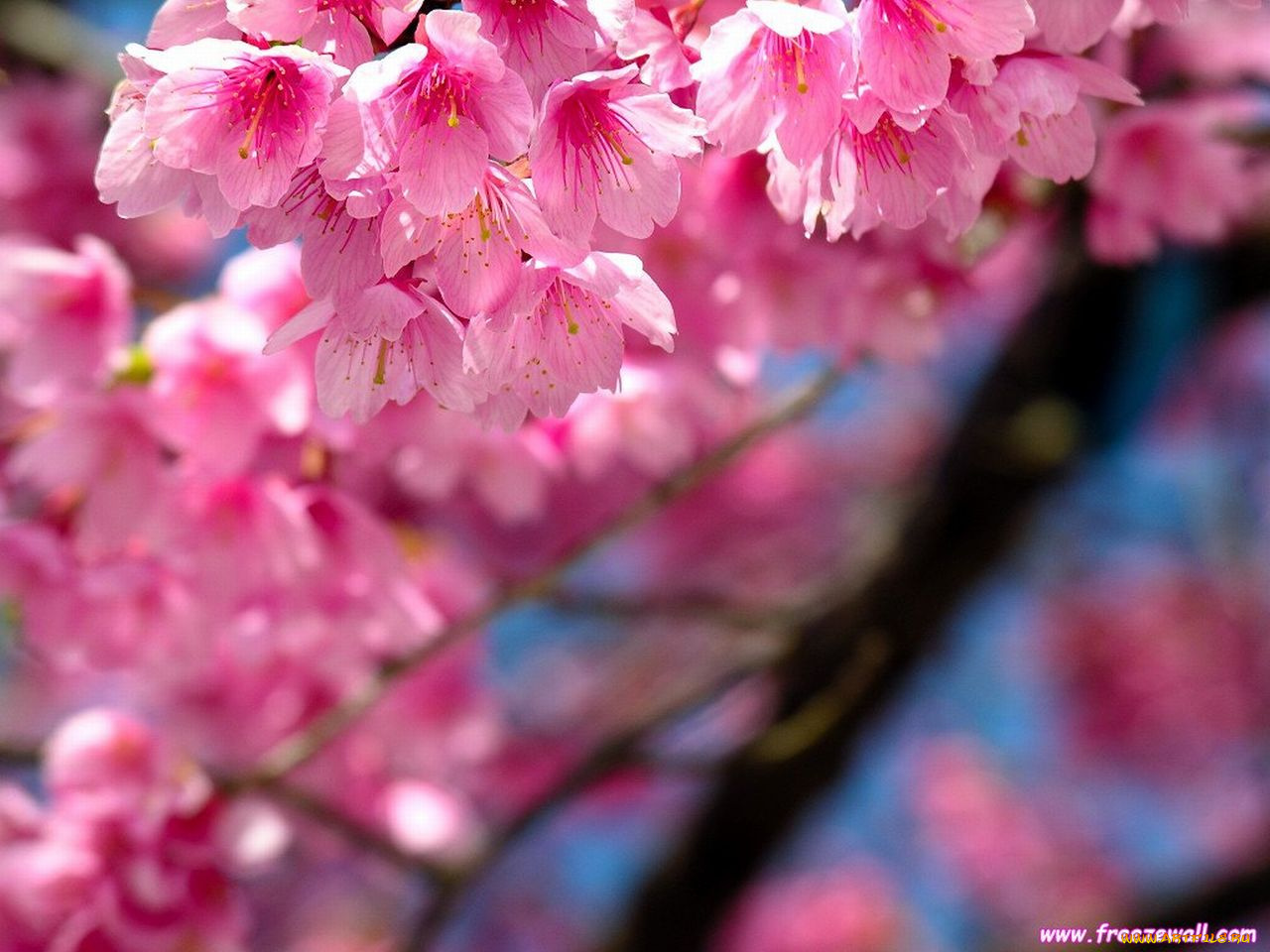 цветы, сакура, вишня