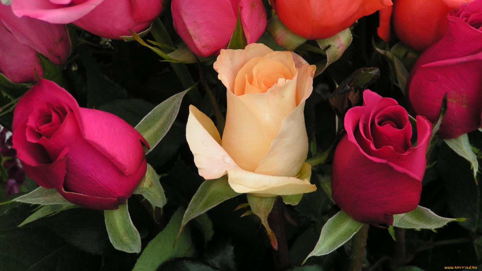 цветы, розы