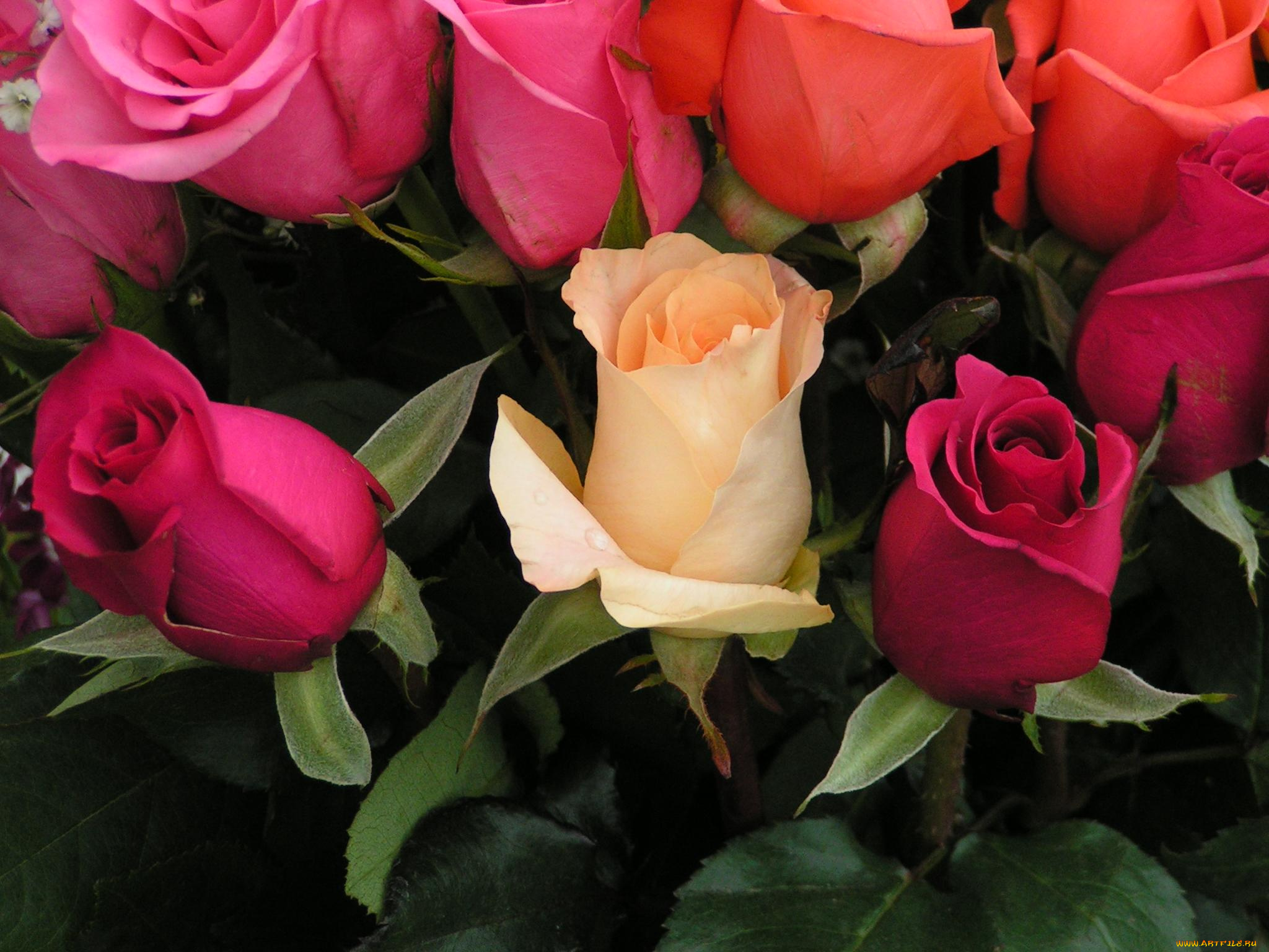 цветы, розы