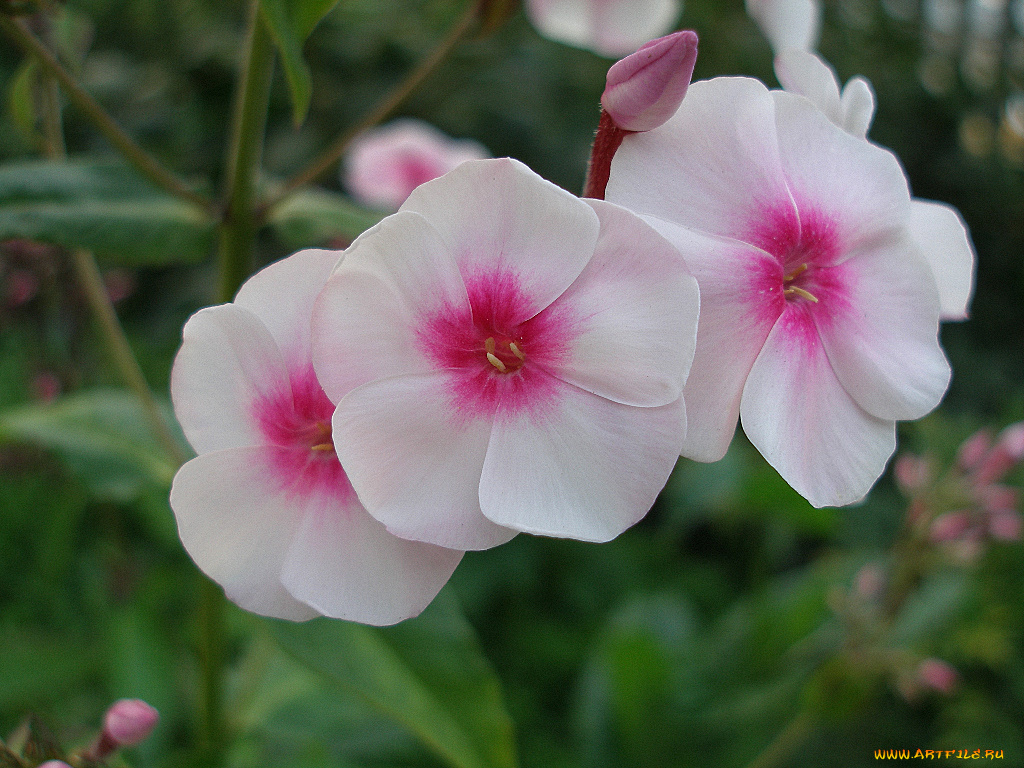 цветы, флоксы