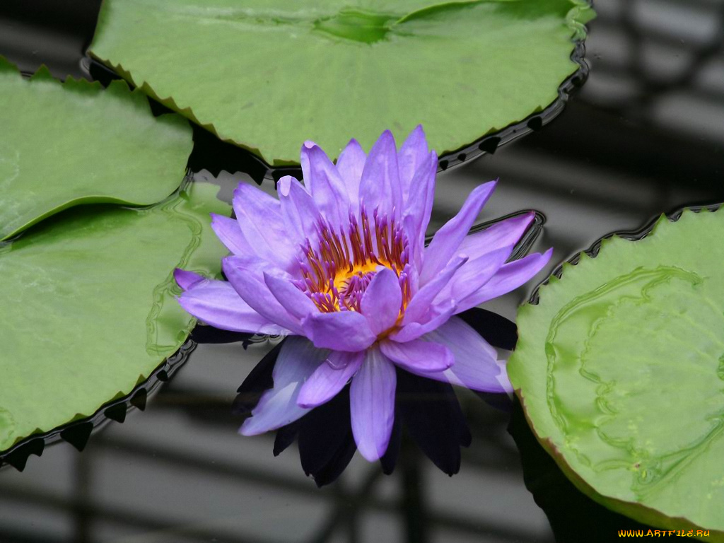 цветы, лилии, водяные, нимфеи, кувшинки