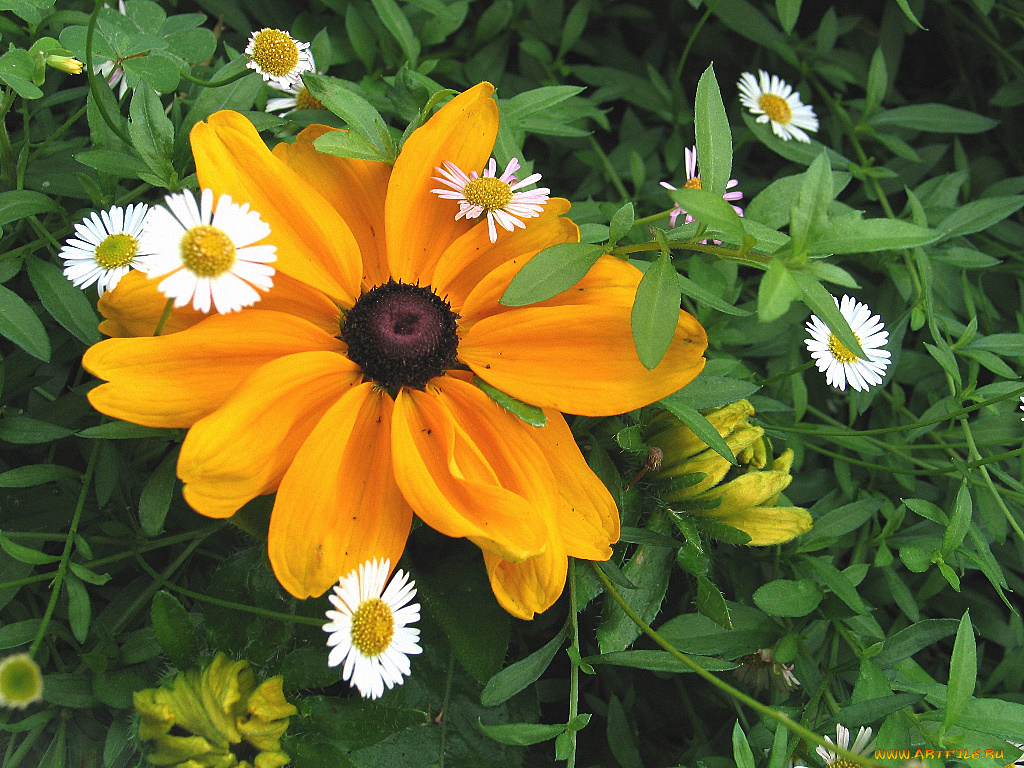 цветы, разные, вместе