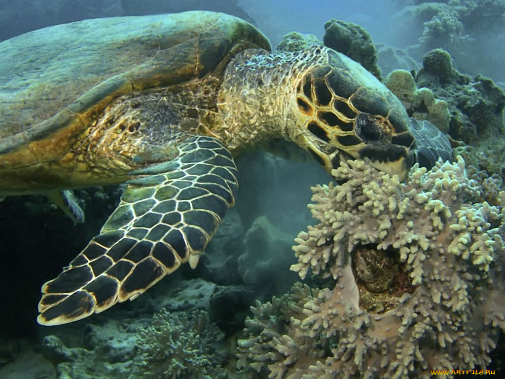 elena, medvedeva, уж, очень, кушать, хочеться, животные, Черепахи