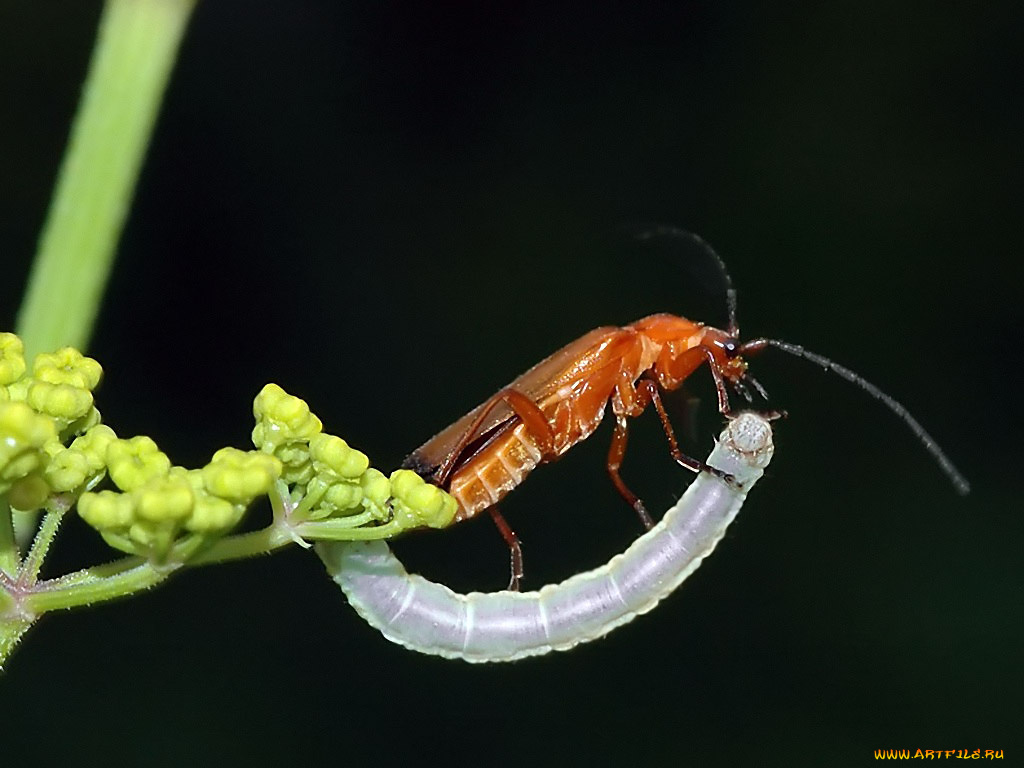 молилась, ли, ты, на, ночь, дездемона, by, qw, животные, насекомые