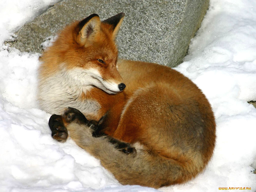 надоело, все, by, singim, животные, лисы