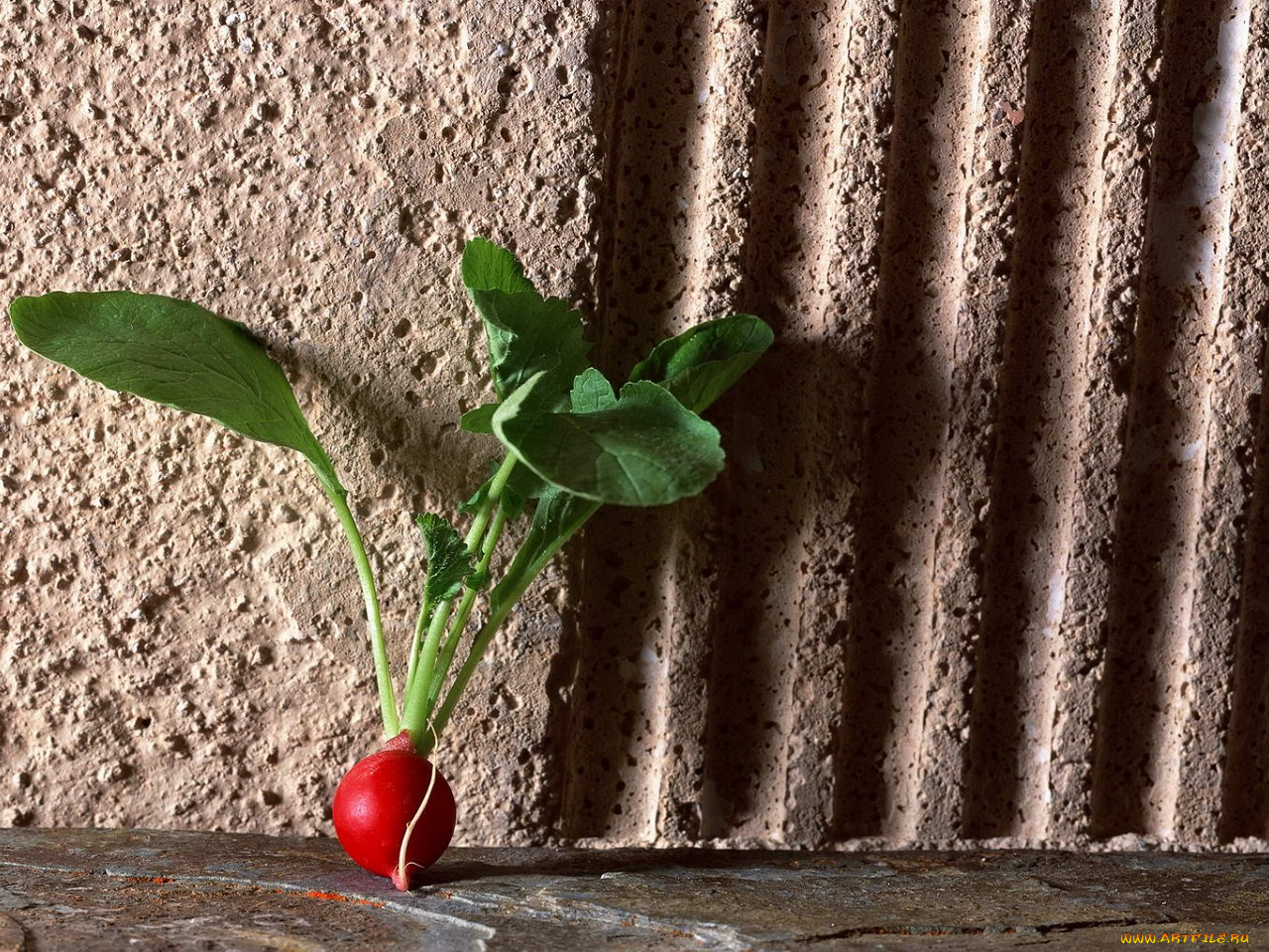 еда, редис, репа, редька