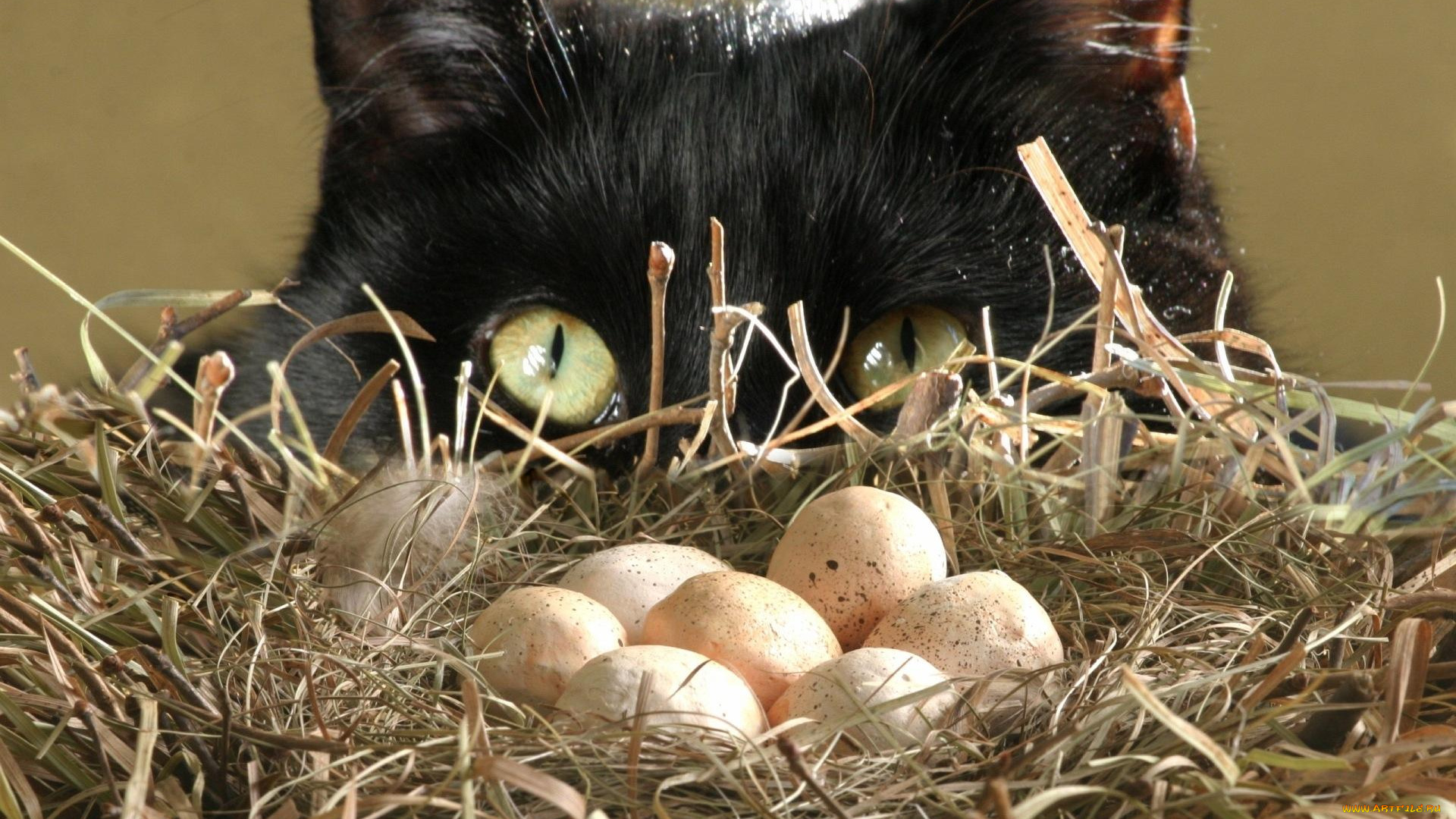 животные, коты