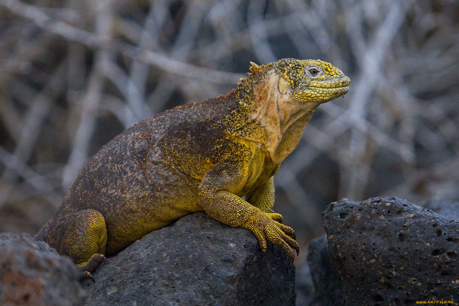 галапагосская, игуана, животные, Ящерицы, игуаны, вараны, камни