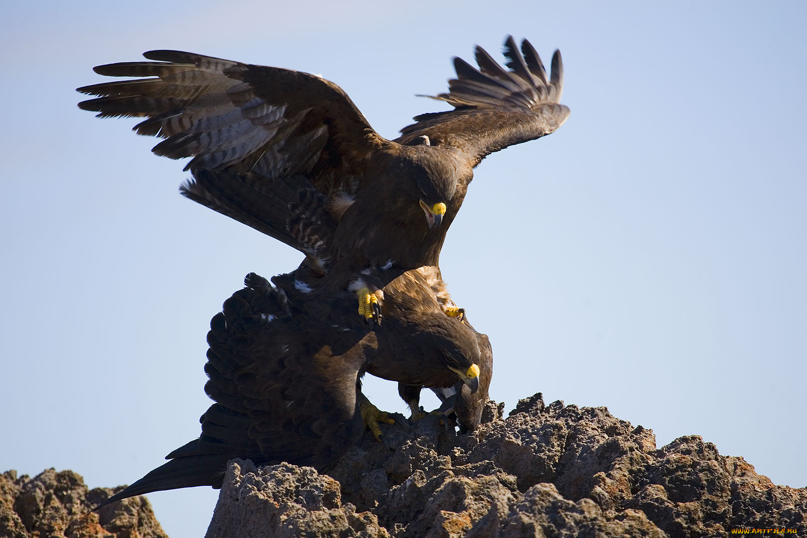галапагосский, канюк, животные, птицы, хищники, две, скала