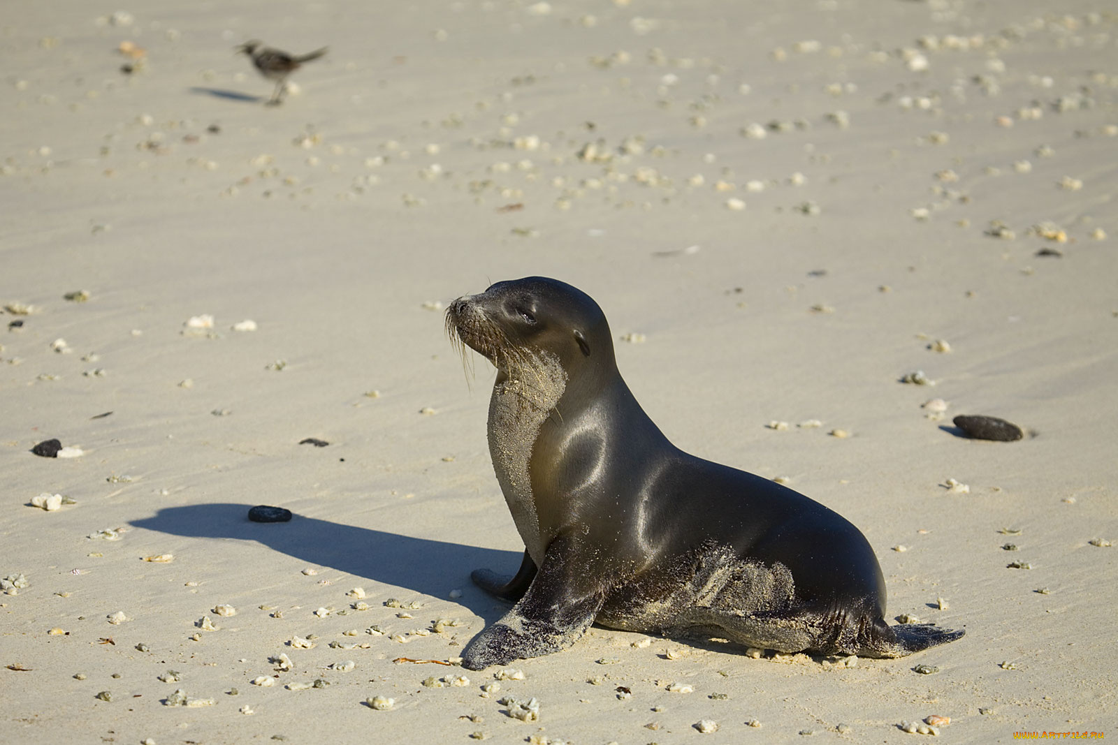 животные, тюлени, морские, львы, котики, песок, гладкая, шерсть