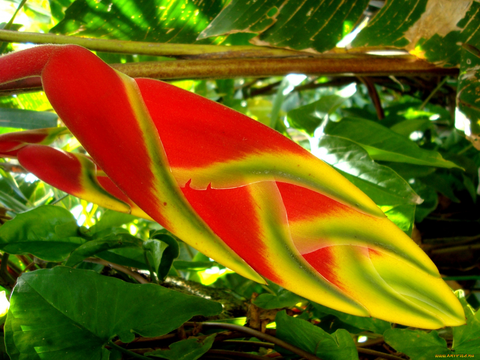 цветы, стрелиция, райская, птица, необычный, цветок