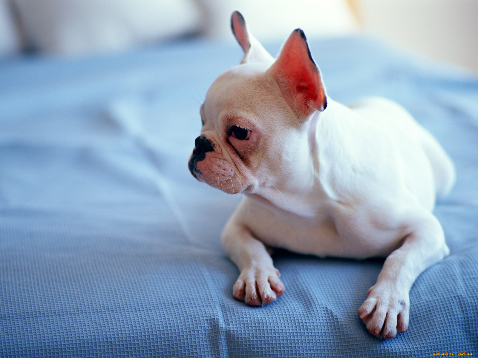 животные, собаки, бульдог