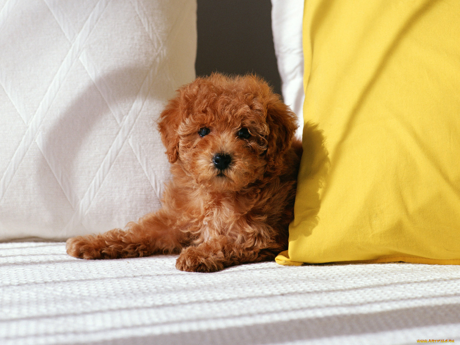 животные, собаки, щенок