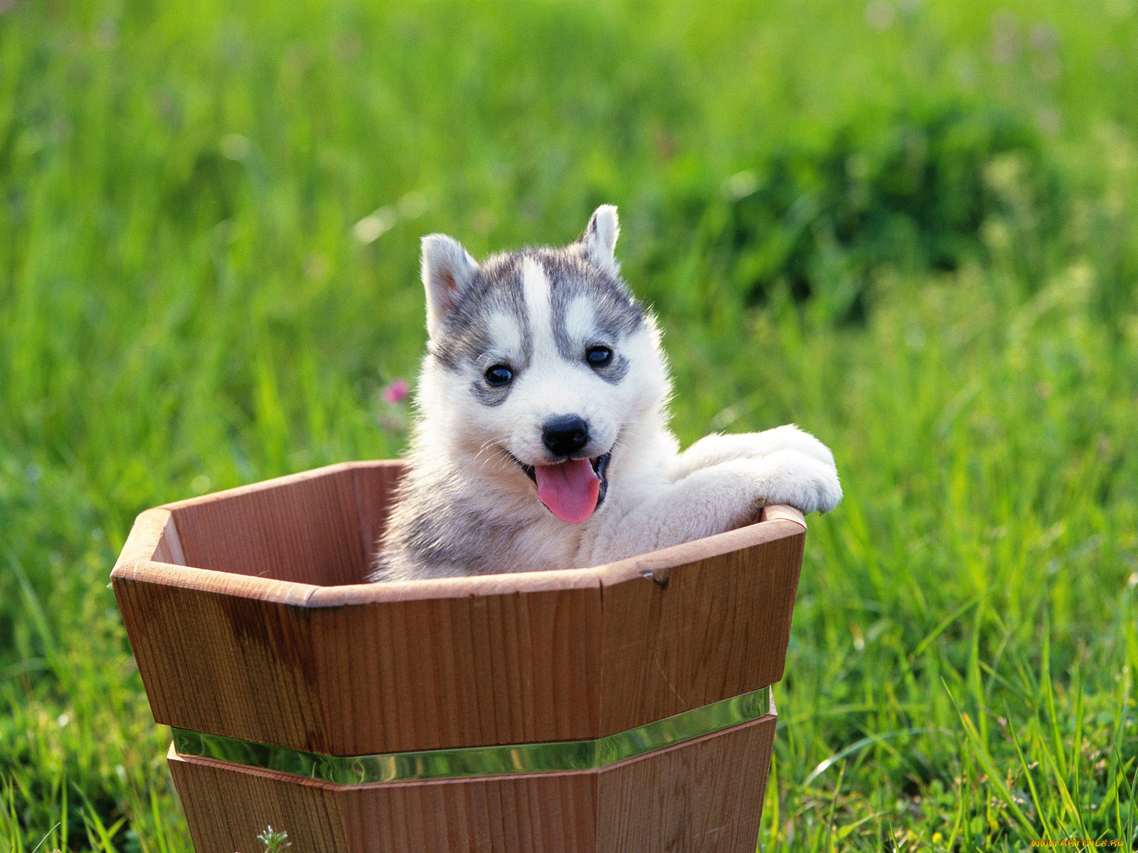 животные, собаки, щенок