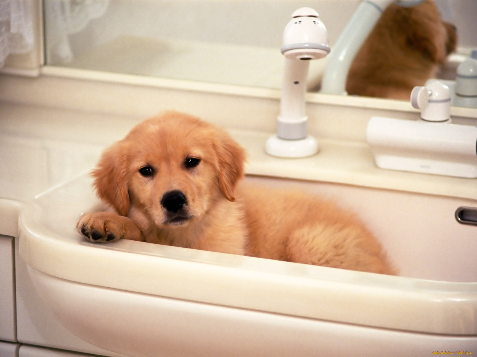 животные, собаки, щенок