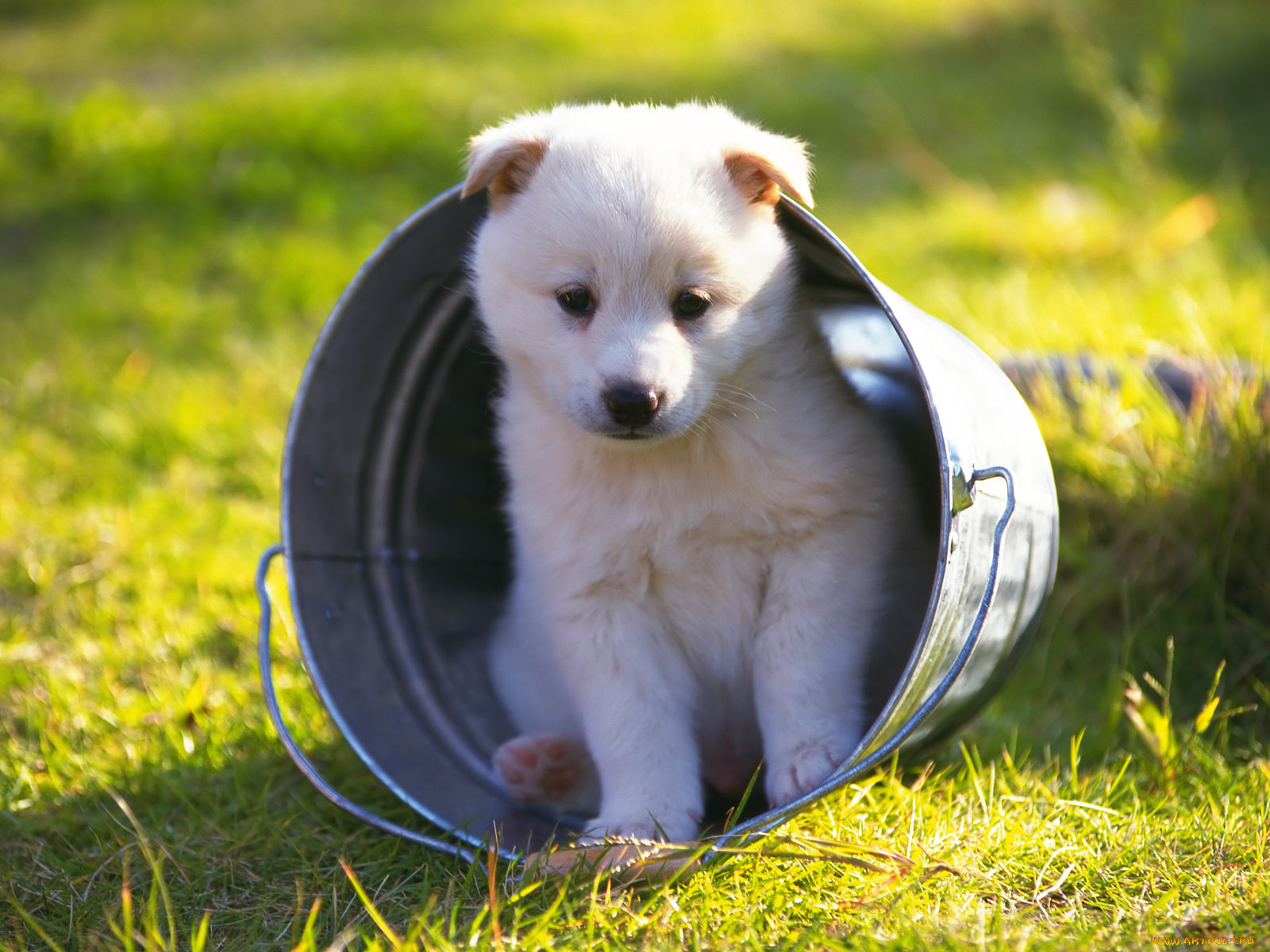 животные, собаки, щенок, ведро