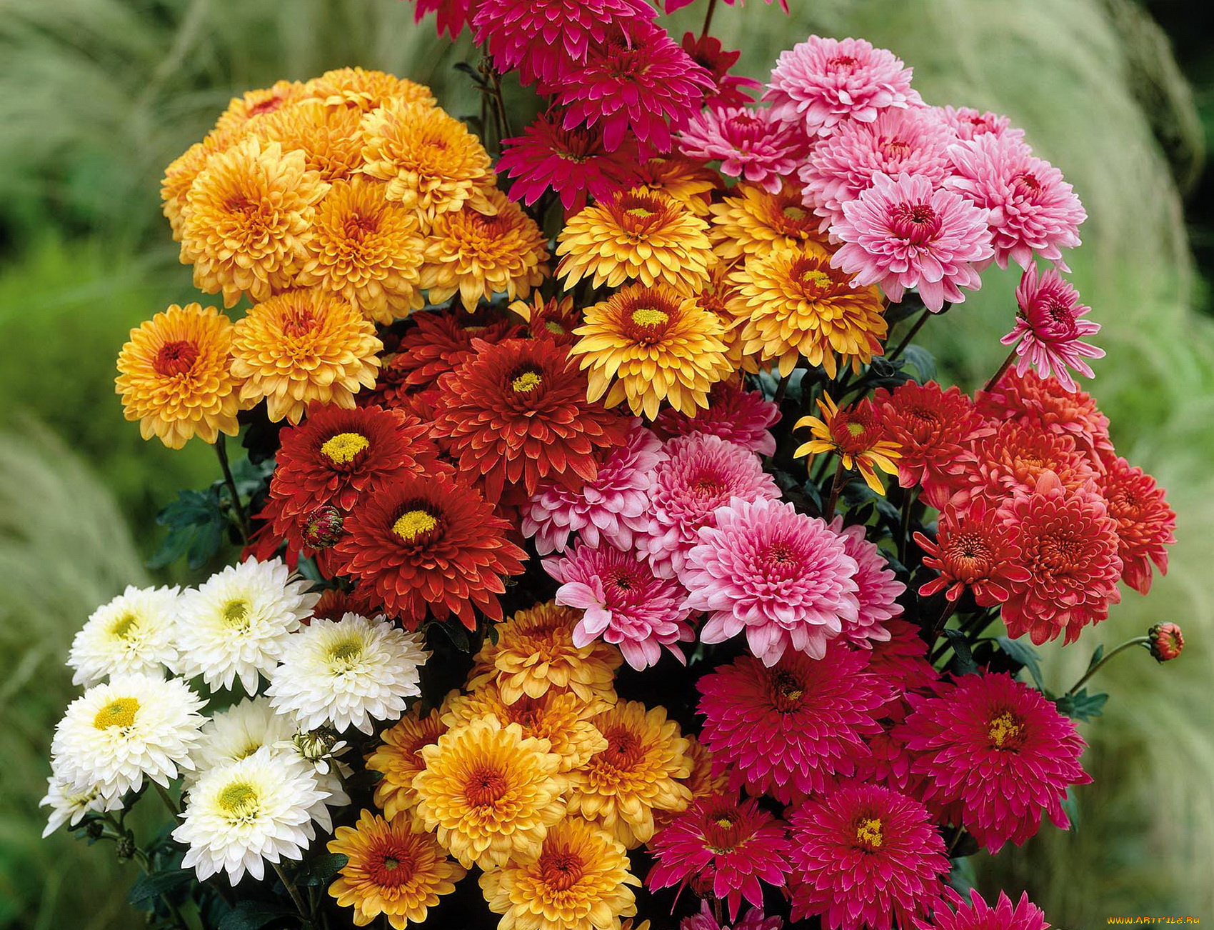 цветы, хризантемы, красные, белые, розовые, желтые