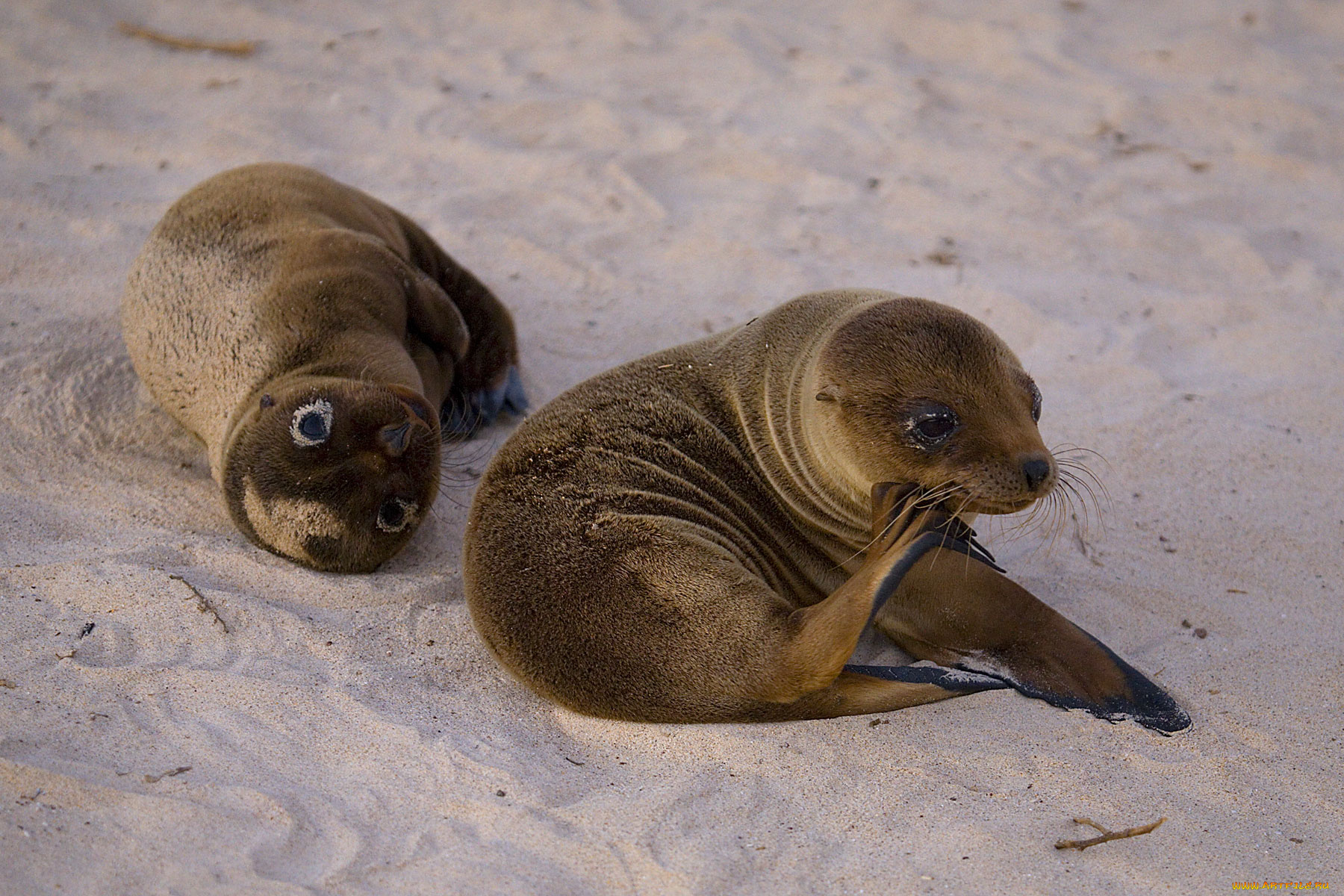 животные, тюлени, морские, львы, котики, на, песке