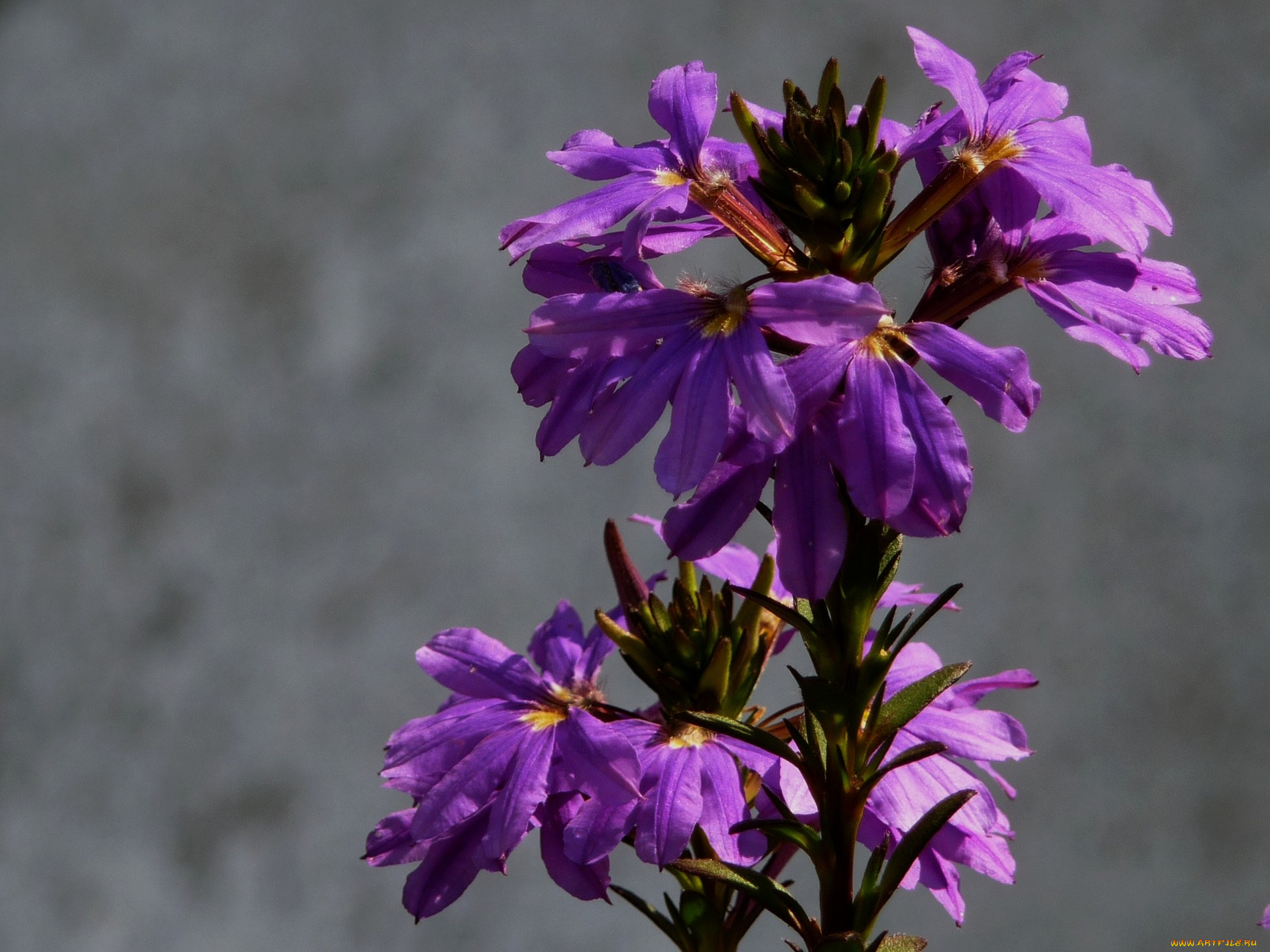 цветы, лобелии, серый, сиреневый