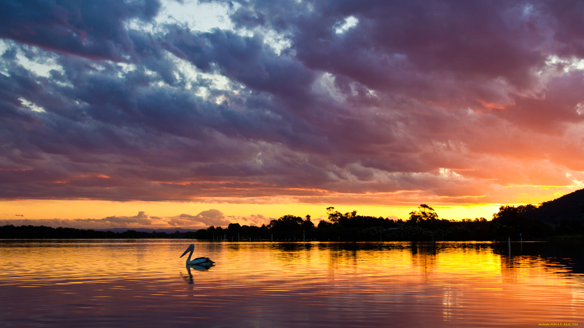 природа, восходы, закаты, пеликан