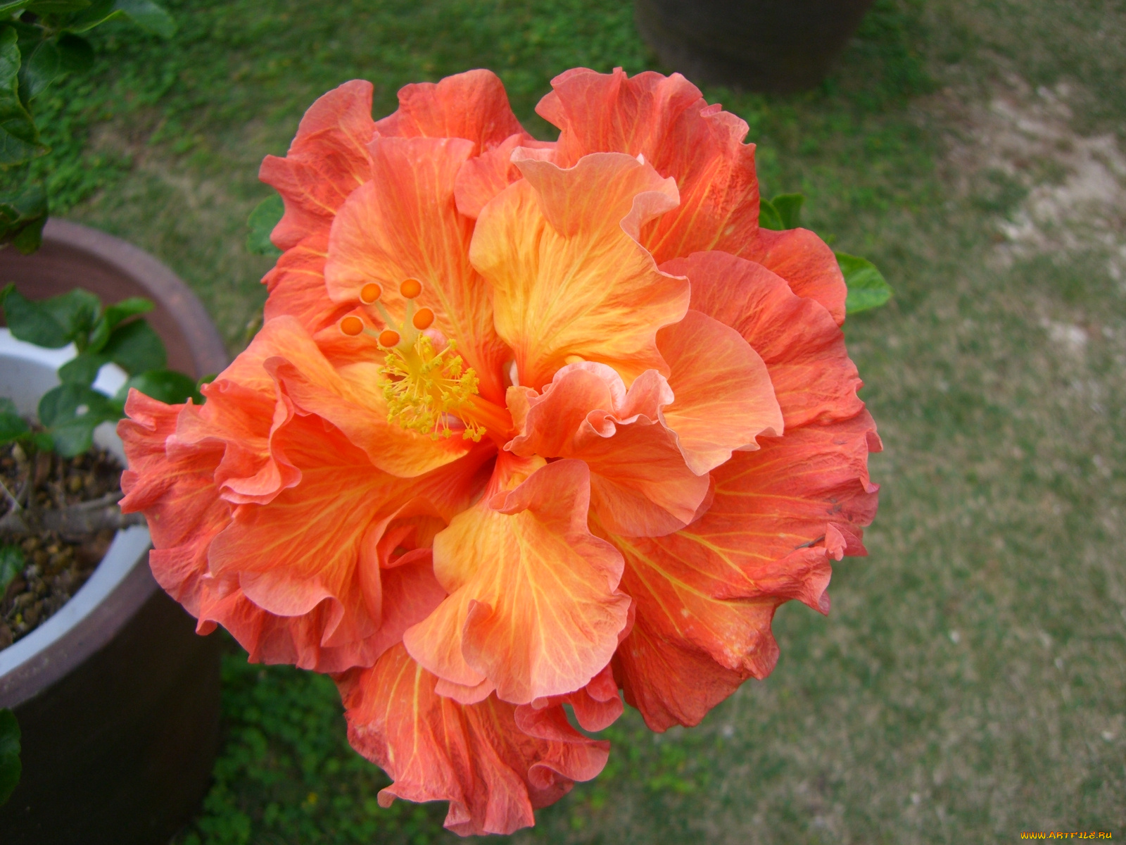 цветы, гибискусы, лепестки